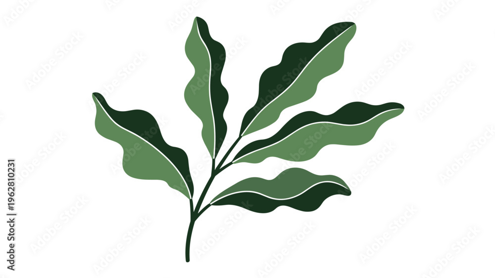 Obraz premium Lush plant with several wavy edged dark green leaves growing from a central stem on a solid white background.