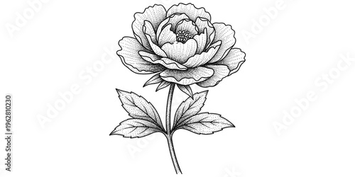 Detailed stippling line drawing of blooming peony flower, botanical illustration, floral art, natural beauty, intricate shading artwork design