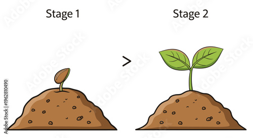 Seedling growth stages in soil.