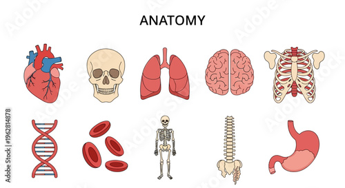 Human body anatomy organs and skeleton.