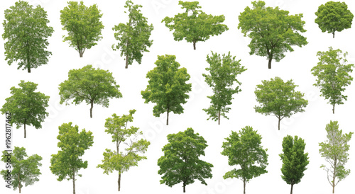 Verdant Assemblage: A collection of diverse, vibrant trees, their leafy crowns creating a tapestry of green against a bright backdrop, showcasing the beauty of natural variety.