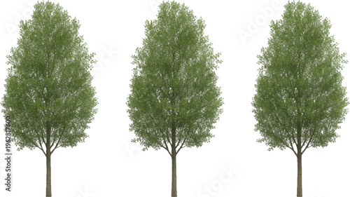 Trio of Trees: A serene visual of three verdant trees. They stand tall, offering a sense of peace and natural beauty, evoking the essence of a serene forest landscape.