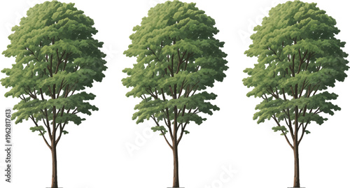 Trio of Trees in the Sunlight: Three vibrant trees stand tall, bathed in the warmth of sunlight, offering a refreshing dose of nature's serenity and environmental beauty.