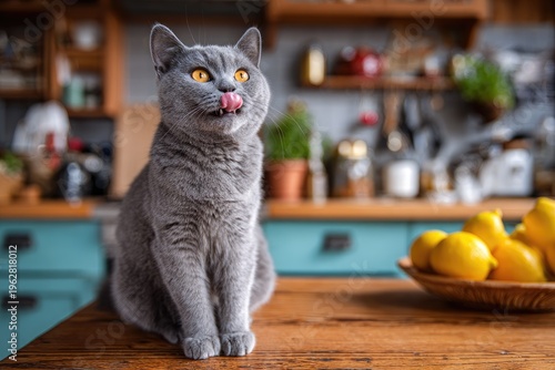 Fluffy grey cat with orange eyes licks its nose in a kitchen