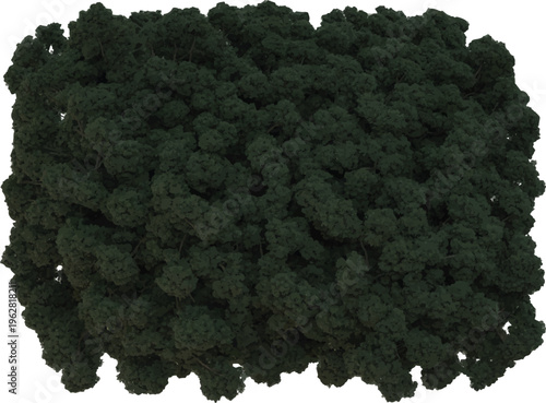 High Definition Dense Dark Green Tree Canopy Isolated vector design on White Background