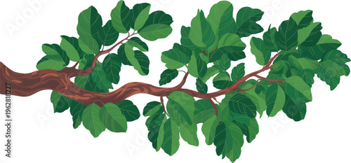 High Definition Curved Green Tree Branch Leaves Isolated on White Background