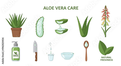 Aloe vera plant natural skincare ingredients.