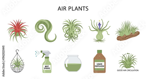 Air plants and tillandsia care items.