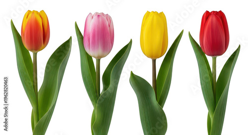 Four colorful tulips on transparent background