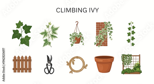 Climbing ivy plants and gardening tools.