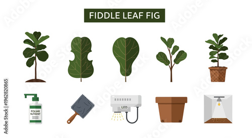 Fiddle Leaf Fig Plant Care Items.