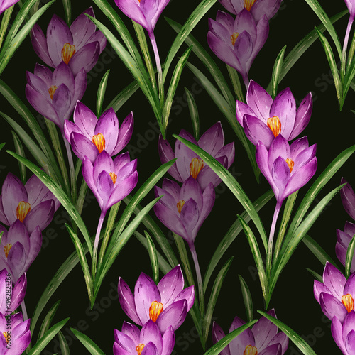 Seamless Pattern of Purple Crocus Flowers and Green Leaves on Black Background
