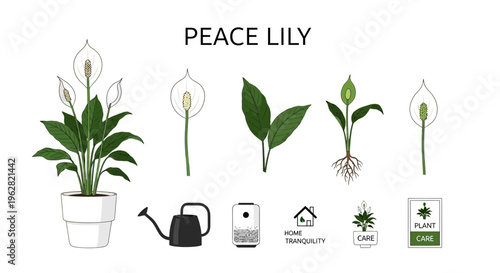 Peace lily plant and care icons.