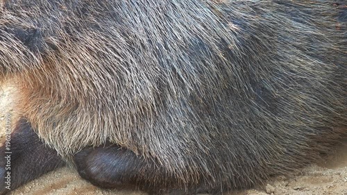 Capybaras sit on the ground near a pond. 