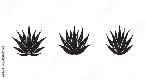 Set of three aloe vera plant silhouettes in different shapes and sizes  isolated on white background