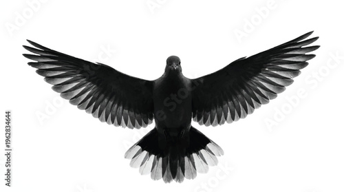 bird flying with wings spread wide in air