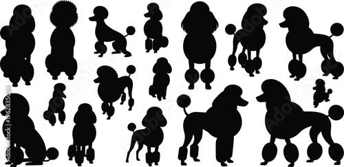 Black Poodle Silhouette Collection, Elegant Purebred Dog Vector Set with Standard Toy and Miniature Poodles in Professional Show Grooming Clips