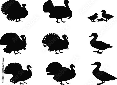 Black silhouettes of turkeys and ducks arranged in grid, bird family with ducklings, educational wildlife identification vector illustration artwork