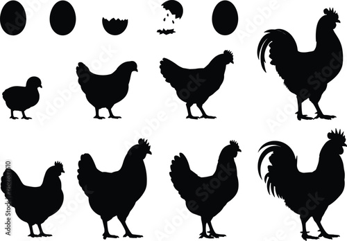 Chicken and rooster silhouettes with eggs and hatching stages, poultry farm illustration, domestic birds vector set, agriculture concept isolated on white background