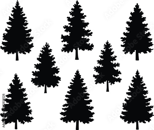Evergreen Conifer Tree Silhouettes Collection, Pine Fir Spruce Forest Isolated Black And White Nature Illustration Set