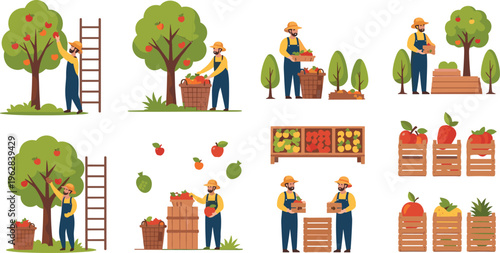 Fruit harvesting and farming vector set with farmers picking apples, collecting crops, crates and agriculture workflow illustration collection