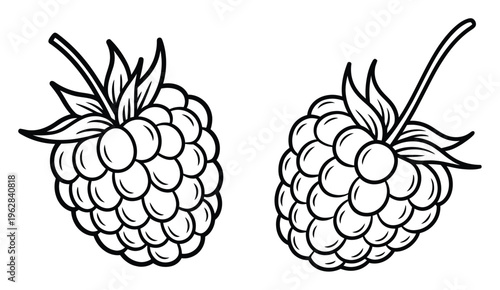 Blackberry Vector Illustration