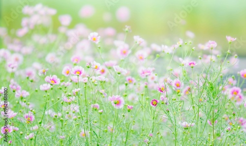 やさしい淡いピンクのコスモス畑。秋の公園や花壇を彩るコスモスのある風景。背景。自然風景素材。