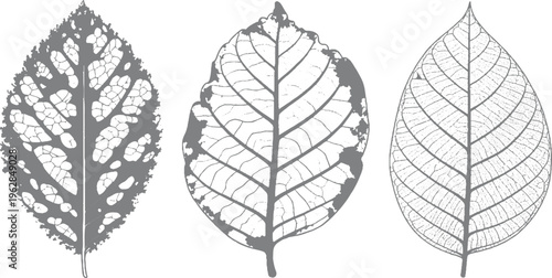 Three grey leaf skeletons showing varying degrees of decay and intricate vein patterns on white background