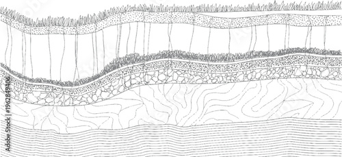 Cross section diagram of layered organic and geological structures with detailed textures and patterns