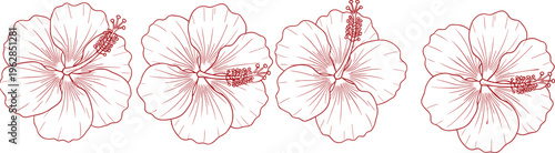 Red outline hibiscus flowers with detailed petals and stamen, decorative floral motif illustration for tropical design, botanical art, summer themes, and exotic nature patterns