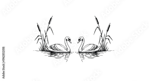 Two swans face each other on a calm water surface surrounded by tall reeds and cattails in a black and white ink drawing.