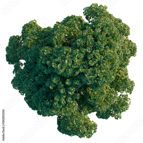 Tableau sur toile Green foliage and crown plan of Acer platanoides (Norway Maple) tree against a dark, contrasting background