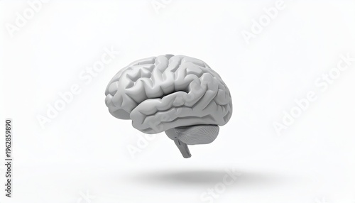 A grey anatomical model of a human brain on a clean white background