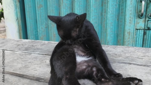 A black cat licks its own body. 