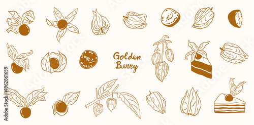 golden berry fruits hand drawn sketch doodle illustration collection set
