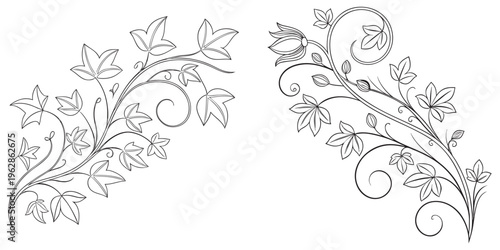 Black ivy leaf swirl floral branch outline ornament vector eps 10