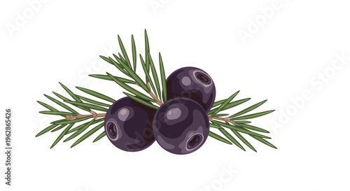 Three dark purple juniper berries attached to fresh green pine needles isolated on a white background for botanical illustrations.