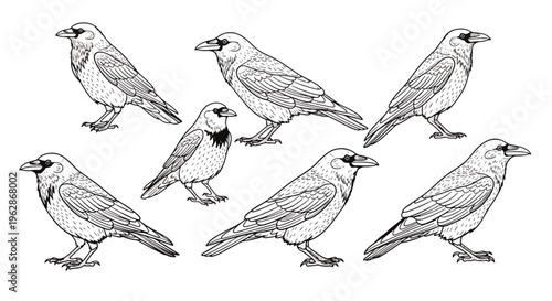 A group of small birds standing together in various poses and directions on a plain surface