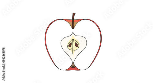 Detailed cross section of a red apple showing the white interior flesh and brown seeds in the core for botanical or nutritional illustration.