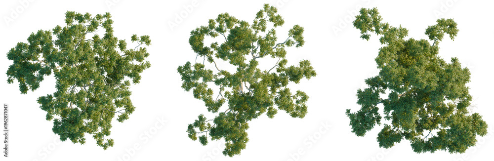 Fototapeta premium Top view of Corymbia aparrerinja ghost gum tree isolated on black for architectural site plans.