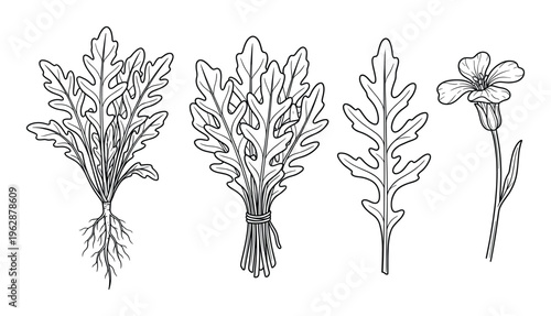 Arugula leaves bunch and flower illustration hand drawn sketch on transparent background