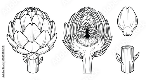Artichoke illustration in line art style showing whole, cut and stem isolated