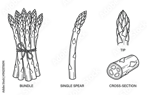 Asparagus bundle, single spear and cross section in line art style isolated