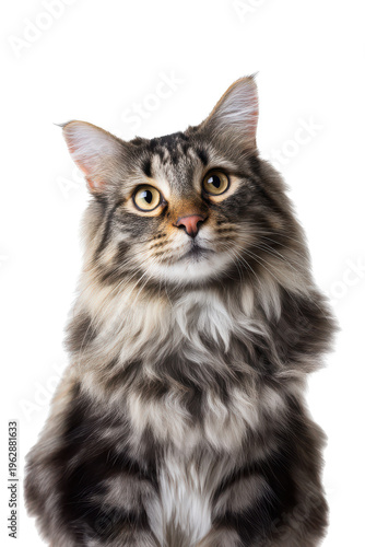 Cute Maine Coon Cat Portrait on White Background