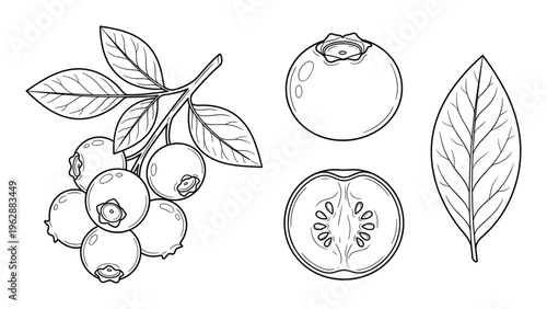 Blueberry vector illustrations set outline sketch style forest berry plant isolated on transparent background