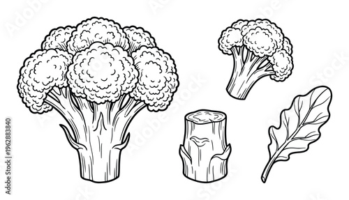 Broccoli set black and white vector illustration whole head florets stem cut and leaf element