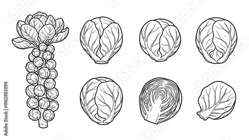 Brussels sprouts vegetable set showing whole sprout on stalk cut half and single leaf line drawings