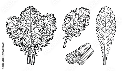 Bunch kale leaves with stems and cross sections of kale stalks isolated on white