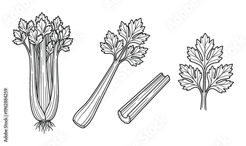 Celery stalks and leaves with root system vector line art food illustration set