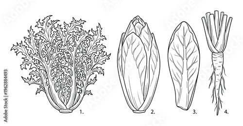 Chicory and endive salad greens hand drawn botanical illustrations with numbered leaf and root types